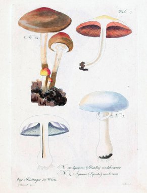 Mantar Illustration. Eski resim