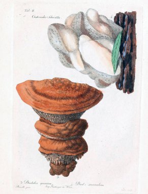 Mantar Illustration. Eski resim