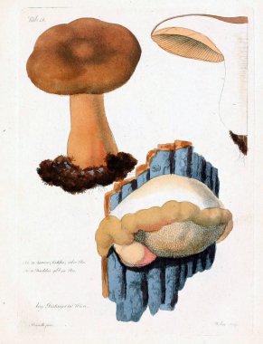 Mantar Illustration. Eski resim