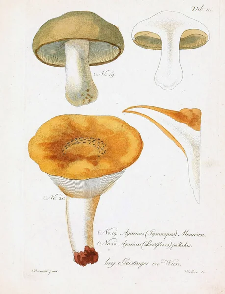 Illustration Champignons Ancienne Image — Photo