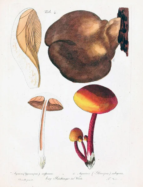 Mantar Illustration. Eski resim