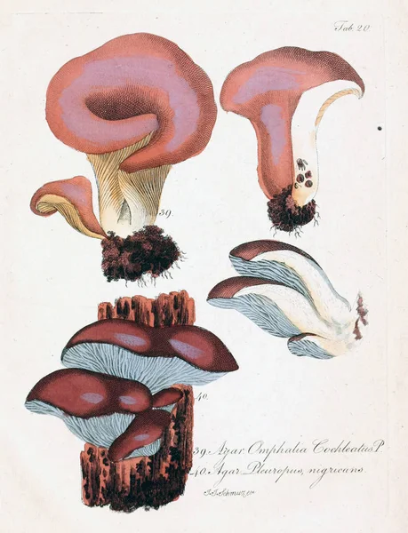 Illustrazione Dei Funghi Vecchia Immagine — Foto Stock