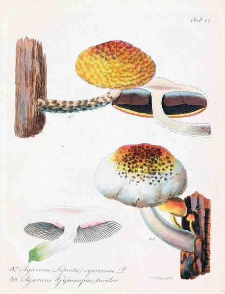 Illustrazione Dei Funghi Vecchia Immagine — Foto Stock