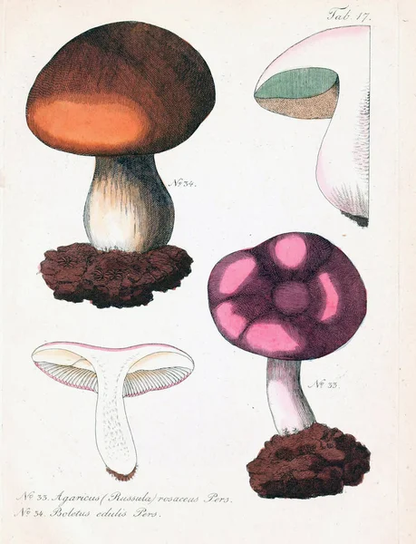 Illustration Champignons Ancienne Image — Photo