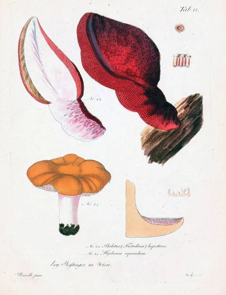 Illustrazione Dei Funghi Vecchia Immagine — Foto Stock