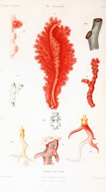 Çizimler mercanlar. Eski resim