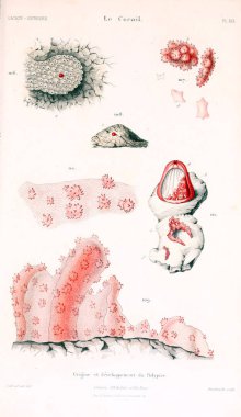 Çizimler mercanlar. Eski resim