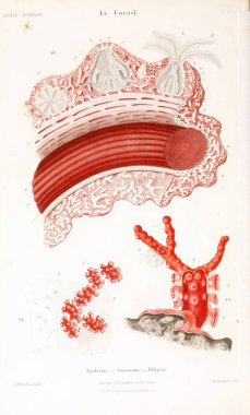 Çizimler mercanlar. Eski resim