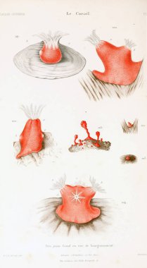 Çizimler mercanlar. Eski resim