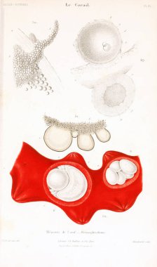 Çizimler mercanlar. Eski resim