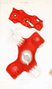 Çizimler mercanlar. Eski resim