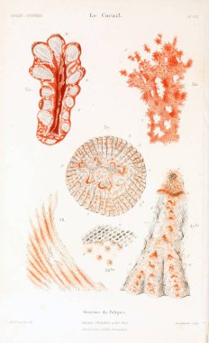 Çizimler mercanlar. Eski resim