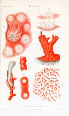 Çizimler mercanlar. Eski resim