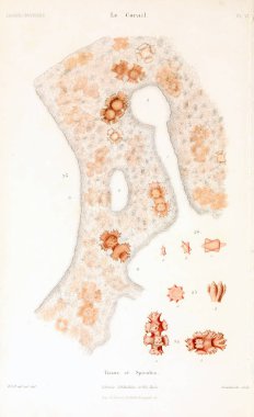 Çizimler mercanlar. Eski resim