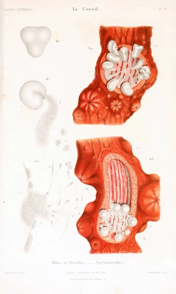 Иллюстрации Кораллов Старое Изображение — стоковое фото