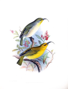 Kuş Illustration. Eski resim