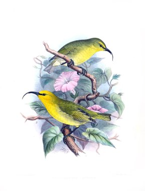 Kuş Illustration. Eski resim