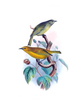 Kuş Illustration. Eski resim