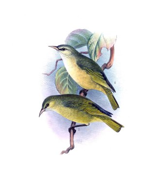 Kuş Illustration. Eski resim