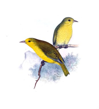 Kuş Illustration. Eski resim