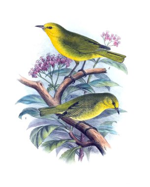 Kuş Illustration. Eski resim