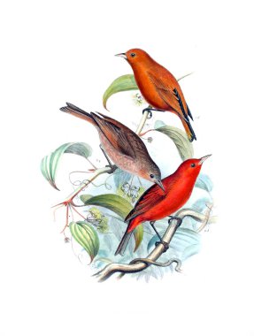 Kuş Illustration. Eski resim