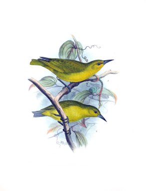 Kuş Illustration. Eski resim