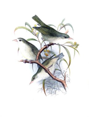 Kuş Illustration. Eski resim