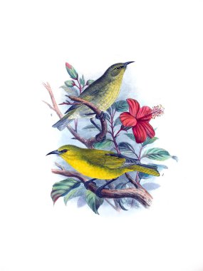 Kuş Illustration. Eski resim