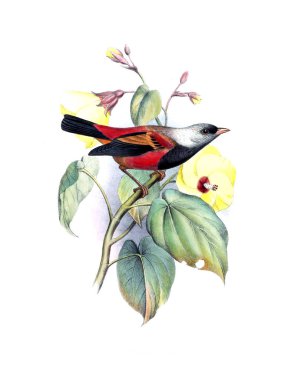 Kuş Illustration. Eski resim