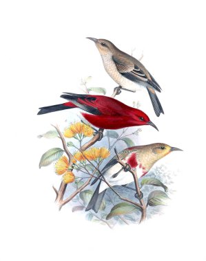 Kuş Illustration. Eski resim