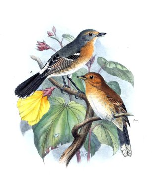 Kuş Illustration. Eski resim