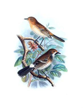 Kuş Illustration. Eski resim