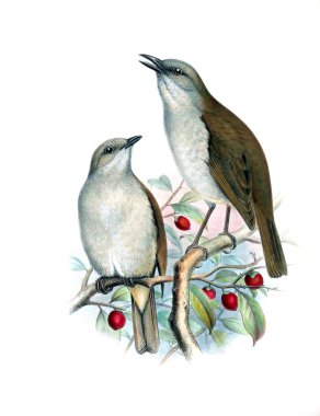 Kuş Illustration. Eski resim