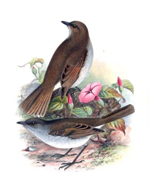 Kuş Illustration. Eski resim