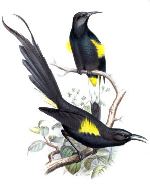 Kuş Illustration. Eski resim