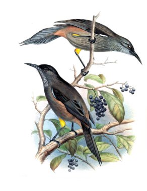 Kuş Illustration. Eski resim