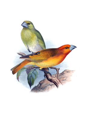 Kuş Illustration. Eski resim