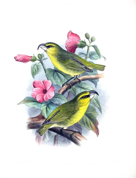 Illustrazione Uccello Vecchia Immagine — Foto Stock