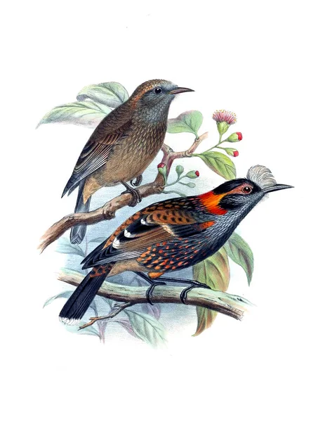 Ilustración Aves Imagen Antigua — Foto de Stock