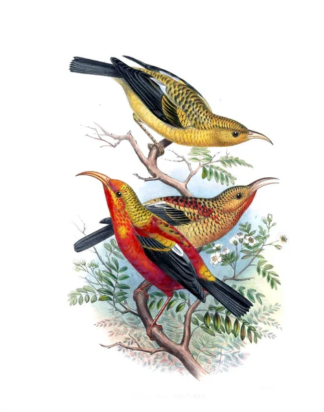 Ilustrace Ptáka Starý Obrázek — Stock fotografie