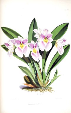 Orkide çiçek beyaz arka plan