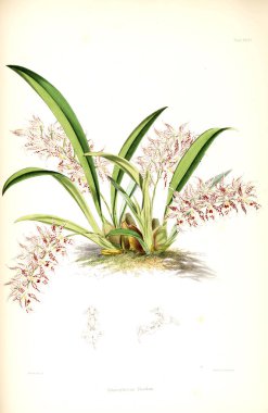 Orkide çiçek beyaz arka plan