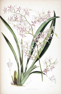 Orkide çiçek beyaz arka plan