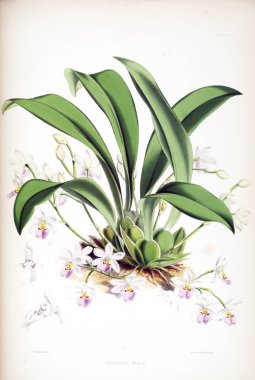 Orkide çiçek beyaz arka plan