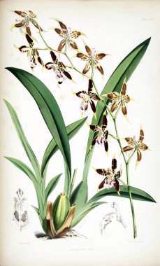 Orkide çiçek beyaz arka plan