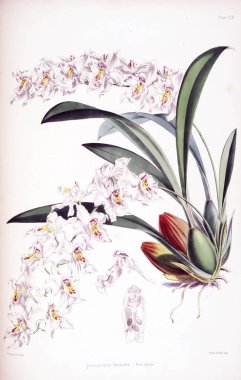 Orkide çiçek beyaz arka plan