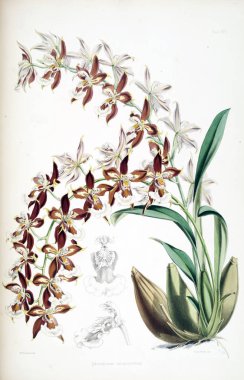 Orkide çiçek beyaz arka plan