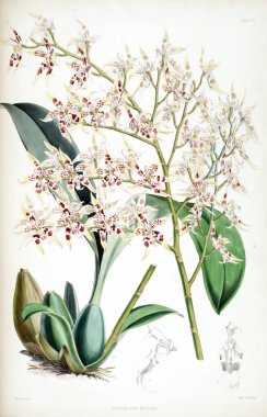 Orkide çiçek beyaz arka plan