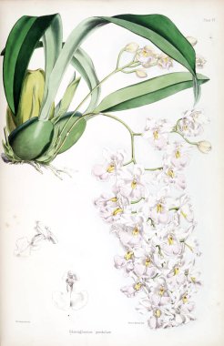 Orkide çiçek beyaz arka plan